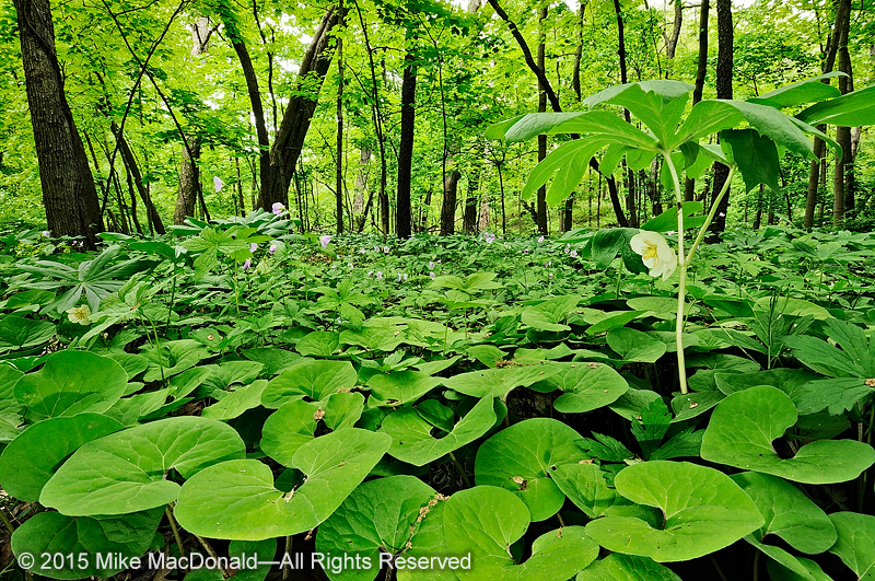 At Black Partridge Woods, take a look underneath the fanning mayapple leaf, and you may find a hidden waxy, white bloom. You may also discover a burgundy flower hiding beneath the heart-shaped leaves of wild ginger.*