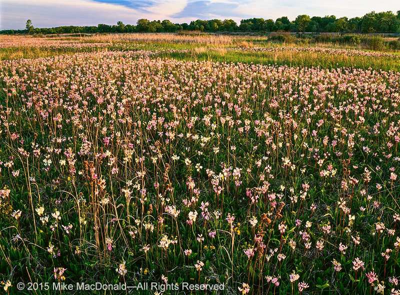 May at Chiwaukee Prairie offers a breathtaking display of shooting stars.*